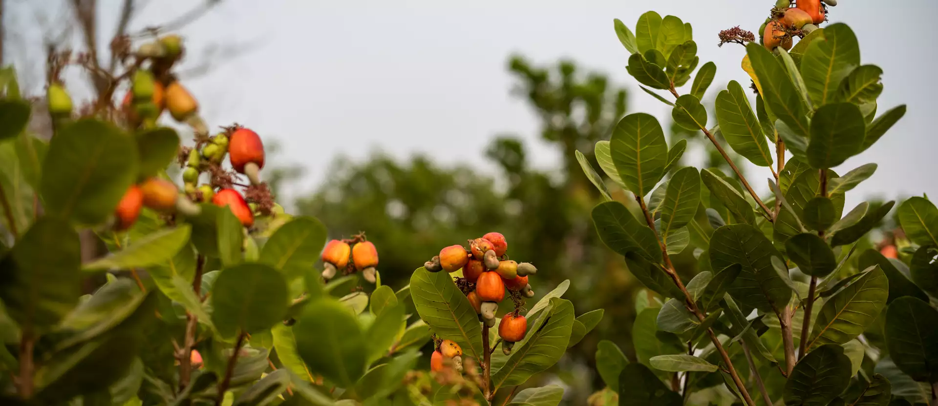 Cashew Farming